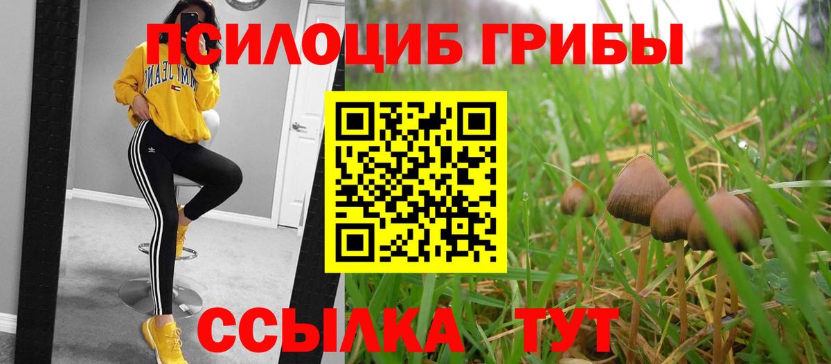 где найти наркотики  Псилоцибиновые грибы GOLDEN TEACHER  Вход с VPN  Лесной 